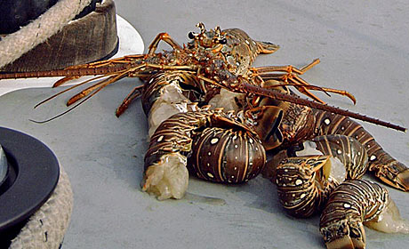 lobsters from Cuba