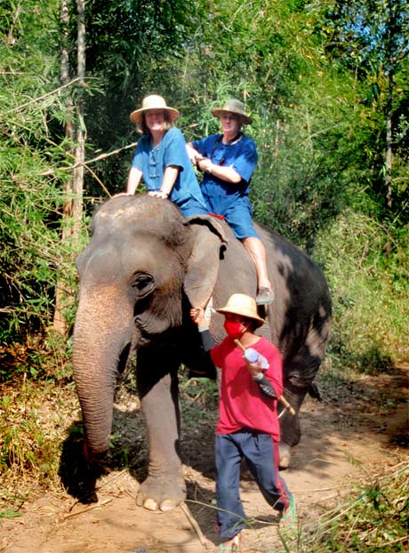 Changmai, elephants