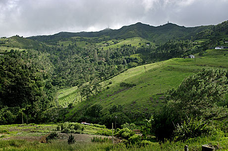 Saint Helena pasture