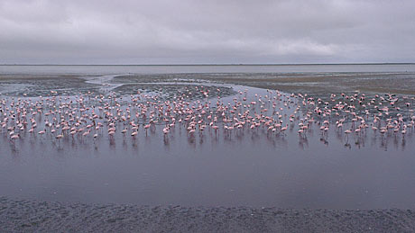 Walvis Bay Ocean View pelicans